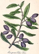 American Flora: European Olive