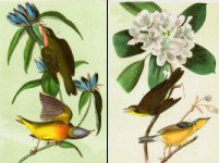 Audubon Birds