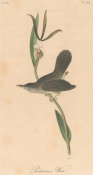 Audubon: Pl. 122