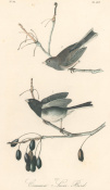 Audubon: Pl. 167