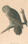 Audubon: Pl. 35