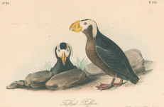 Audubon: Pl. 462