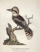 Phillip: Kookaburra