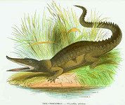 Crocodile