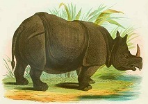 Rhinoceros