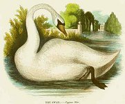 Swan