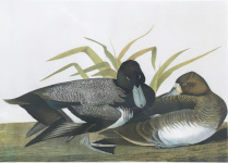 Audubon: Bien Scaup Duck