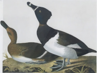 Audubon: Bien Ring-neck Duck