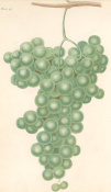 Brookshaw: Grapes