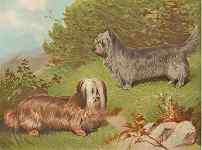 Skye Terriers