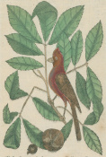 Catesby: Red Bird