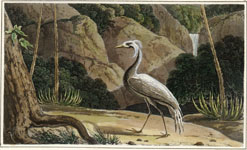 Daniell Numidian Crane