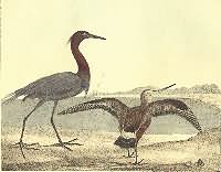 Doughty Crane and Godwit