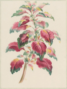 Edwards: Amaranthus Tricolor