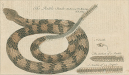Catesby: Rattlesnake
