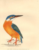 Lewin: Kingfisher