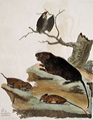 Bat, Water Rat, Field Mice