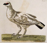 Pennant: Ptarmigan