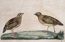 Pennant Quails