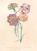 Planson: Carnations