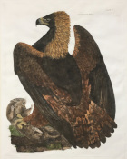 Selby Golden Eagle Female