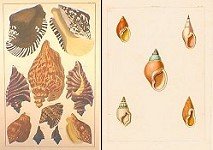 Shell prints