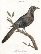 Wilkes: CORVUS